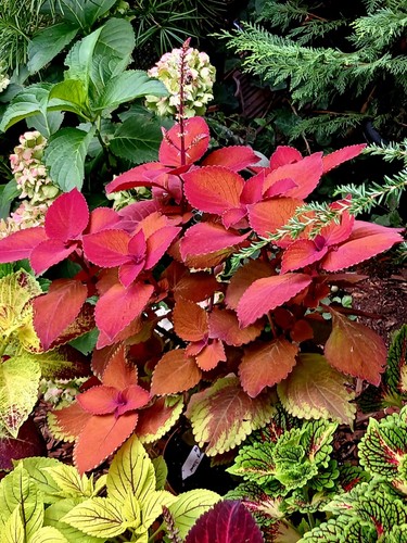 Zimmerpflanzen coleus - ,