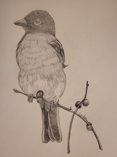 Selbst gezeichnet vogel - selbst,