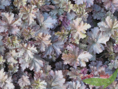 Heuchera cappuccino - heuchera,